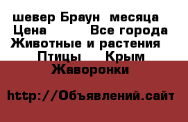 шевер Браун 2месяца › Цена ­ 200 - Все города Животные и растения » Птицы   . Крым,Жаворонки